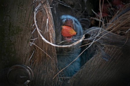 Foto de De cerca foto de asiática palma civeta en salvaje - Imagen libre de derechos