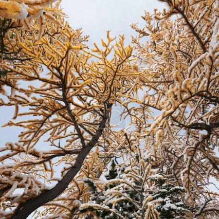 Gelbe Lärchen in Washington unter einer frischen Schneedecke in einem rar