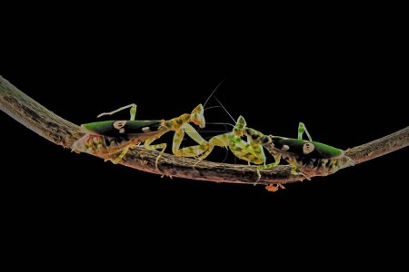 Fighting army mantis on branch