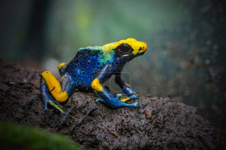 Dart frog dendrobates tinctorius azureus in wild 