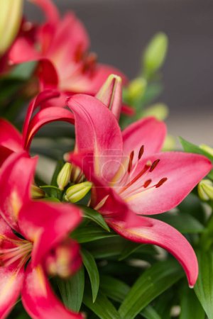 Foto de Lirios rojos vibrantes en plena floración, vista de cerca - Imagen libre de derechos