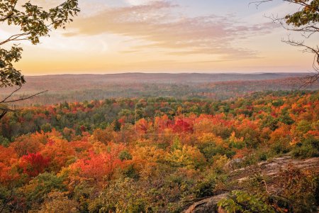 Vibrant Autumn: Exploring Nature's Palette in Fall Colors