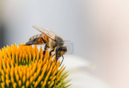 Téléchargez les photos : Abeille recueillant activement du pollen sur une fleur jaune vif - en image libre de droit