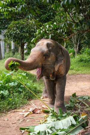 Foto de Un elefante joven come hojas en Tailandia. - Imagen libre de derechos