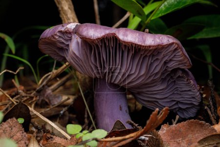 Seta púrpura conocida como Wood Blewit