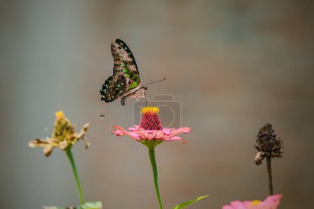 Téléchargez les photos : Fleurs sauvages de trèfle et de papillon dans une prairie - en image libre de droit