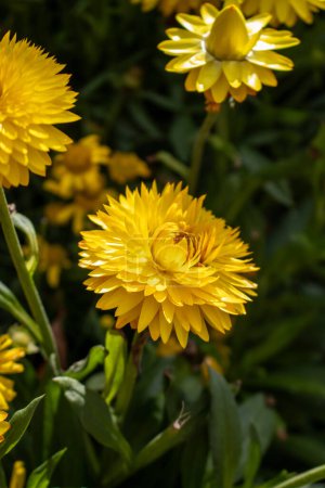 Photo for Close-up of bright yellow flowers in bloom - Royalty Free Image