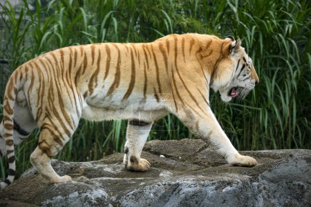 Téléchargez les photos : Tigre d'or dans le zoo - en image libre de droit