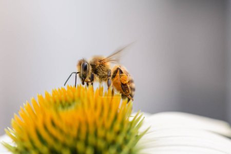 Téléchargez les photos : Abeille aux pattes chargées de pollen sur une échinacée jaune frappante - en image libre de droit