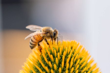 Foto de La abeja recoge meticulosamente el polen en una flor de color amarillo brillante - Imagen libre de derechos