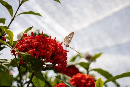 Téléchargez les photos : Papillon sur fleur rouge vif sous un ciel lumineux - en image libre de droit