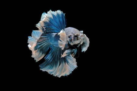 Photo for Betta fish dumbo ear in the water - Royalty Free Image
