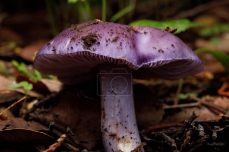 Seta púrpura conocida como Wood Blewit