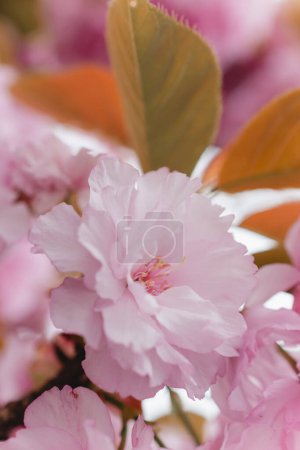Foto de Flores de cerezo rosadas con hojas naranjas contrastantes - Imagen libre de derechos