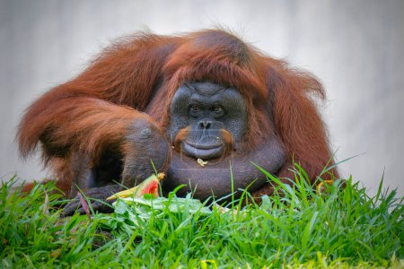 Bornean orangutan is holding his fruit food