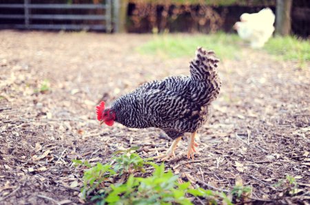 Barred Rock Hühner auf der Futtersuche auf einem Bauernhof