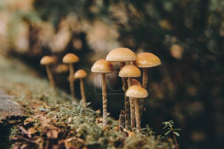 Mushrooms grow in a verdant Washington rainforest.
