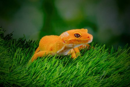 gecko sur une feuille verte