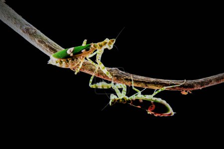 Fighting army mantis on branch