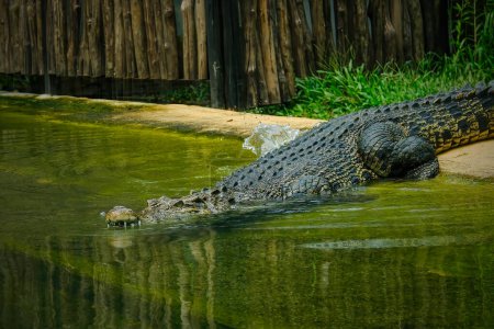 Foto de Primer plano de cocodrilo en el agua - Imagen libre de derechos