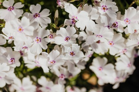Close up of white and purple phlox growing in early spring
