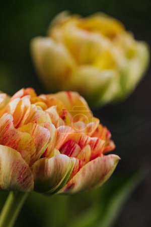 Red and yellow double tulips begin to bloom  in backyard garden