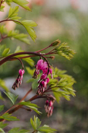 Close up image of bleeding hearts opening on spring day