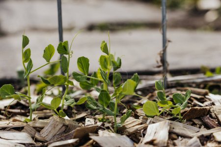 Garden peas reach for cattle fence after sprouting out of ground