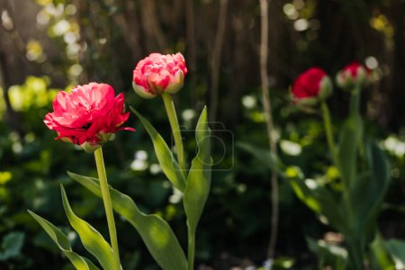 Red double tulips open up on a sunny spring day in backyard garden