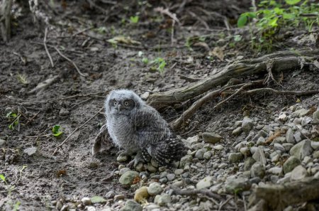 Juvenile owl on forest floor in Huron County, Ontario