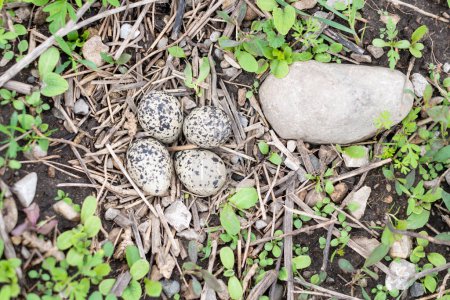 Killdeer nest with speckled eggs among twigs and stones