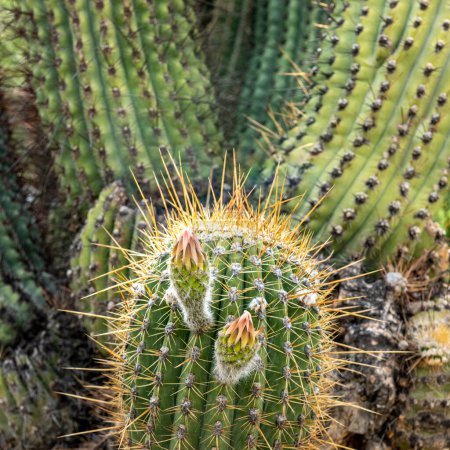 Un plan de détail de cactus frais dans le désert chaud de l'Argentine.