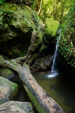 Green rainforest waterfall in Tijuca Park, Graja 