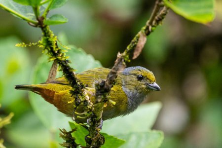 Schöne bunte tropische Vögel in grünem Regenwaldgebiet