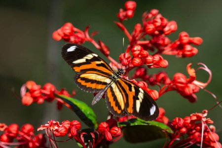 Schöner Schmetterling ernährt sich von roten Blumen im grünen Regenwald
