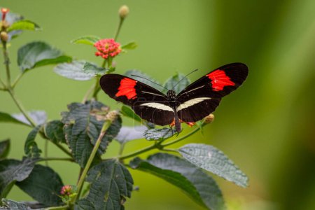 Beautiful butterfly feeding on flowers in green rainforest area