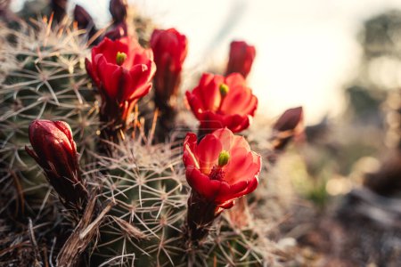 Téléchargez les photos : Gros plan sur le cactus rouge au lever du soleil - en image libre de droit