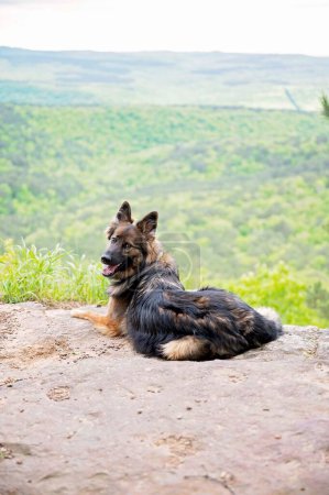 German shepherd sitting with mountain view behind