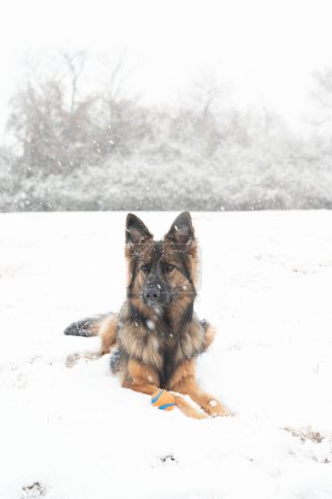 Deutscher Schäferhund liegt bei Schneefall mit Ball im Schnee