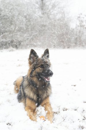 Deutscher Schäferhund liegt bei Schneefall mit Ball im Schnee