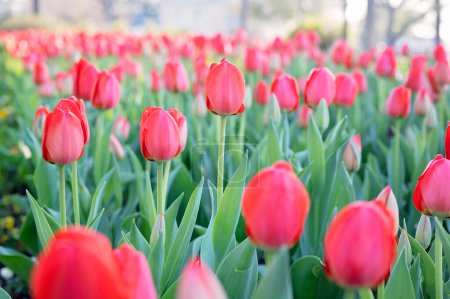 Téléchargez les photos : Des tulipes roses vibrantes fleurissent dans un jardin printanier luxuriant - en image libre de droit