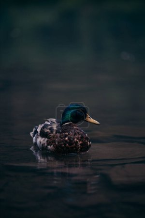 Serene mallard duck gracefully gliding on calm waters