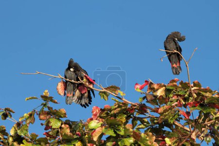 Red-tailed black cockatoos in a tree