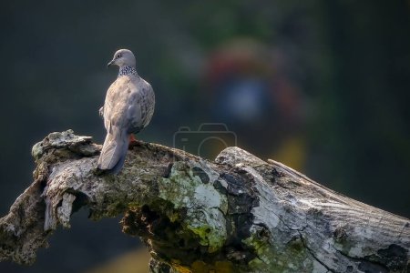 Indonesien kleiner Vogel hockt auf Baum