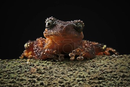 Pearly Tree Frog on black background