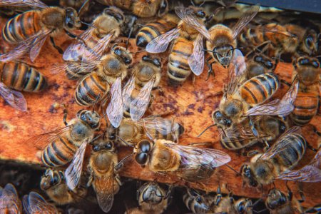 Honeybees on top of a frame in beehive.