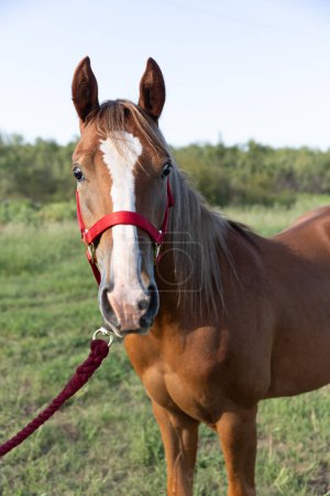 Horse in red halter in green field