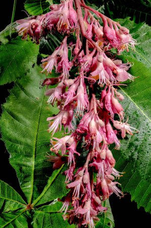 Blooming red horse-chestnut flowers on a black background