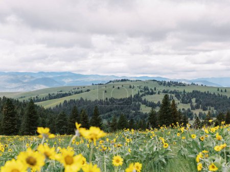 Pradera de flores silvestres con colinas y montañas en Montana