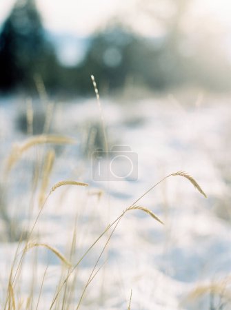 Delicate grass blades against a snowy backdrop in Montana